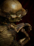 Mummified Fetal Pig Display Box