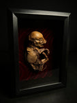 Mummified Fetal Pig Display Box