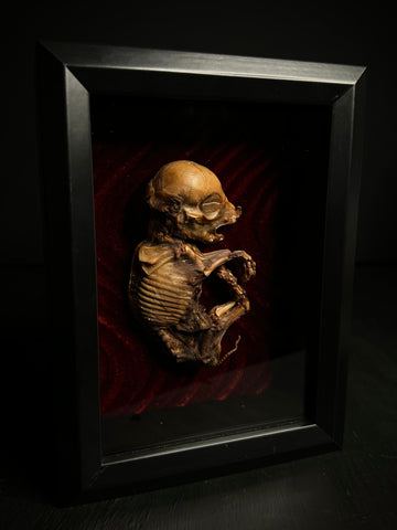 Mummified Fetal Pig Display Box
