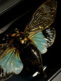 Turquoise Cicada