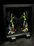 Madagascar Sunset Moth