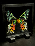 Madagascar Sunset Moth