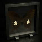 Red Helen Butterfly