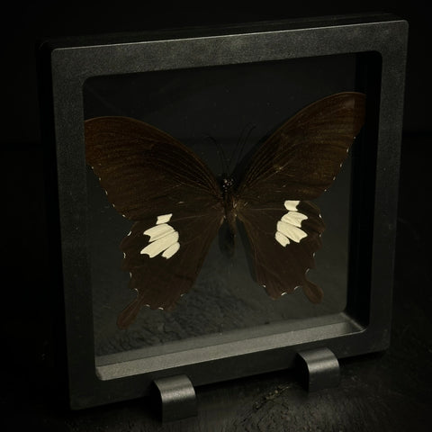 Red Helen Butterfly