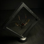 Giant Bamboo Weevil