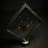 Giant Bamboo Weevil