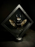 Titan Stag Beetle