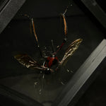 Giant Bamboo Weevil