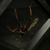 Giant Bamboo Weevil