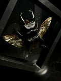 Titan Stag Beetle