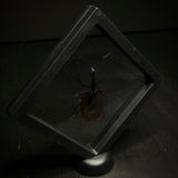 Violin Beetle