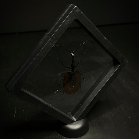 Violin Beetle