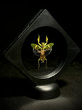 Jeweled Flower Mantid