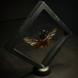 Rhinoceros Beetle