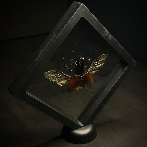 Rhinoceros Beetle