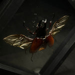 Rhinoceros Beetle