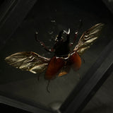 Rhinoceros Beetle