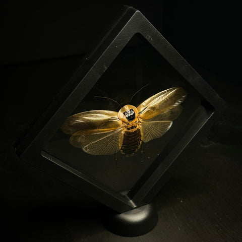 Death's Head Cockroach