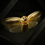 Death's Head Cockroach