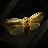 Death's Head Cockroach