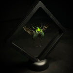 Shining Leaf Chafer