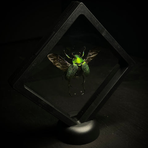 Shining Leaf Chafer