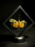 Longan Lanternfly