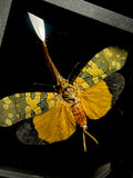 Longan Lanternfly