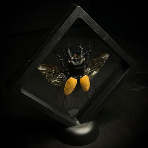 Elegant Stag Beetle