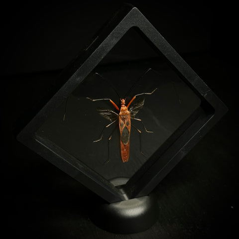 Red Screaming Face Bug