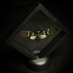 Aqua Spotted Cicada