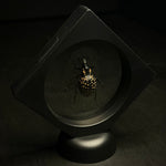 Lily Snout Weevil