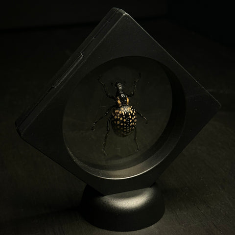 Lily Snout Weevil