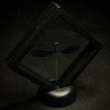 Damselfly