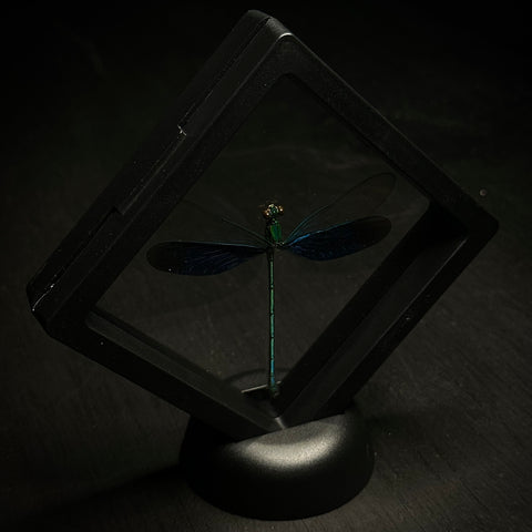 Damselfly