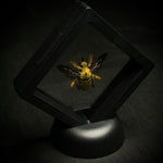 Golden Carpenter Bee