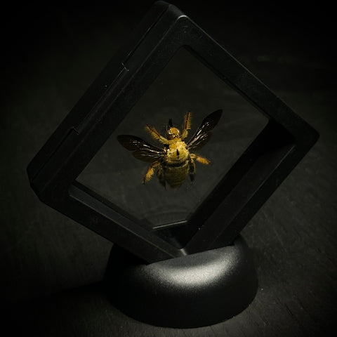 Golden Carpenter Bee