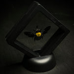 Yellow Carpenter Bee