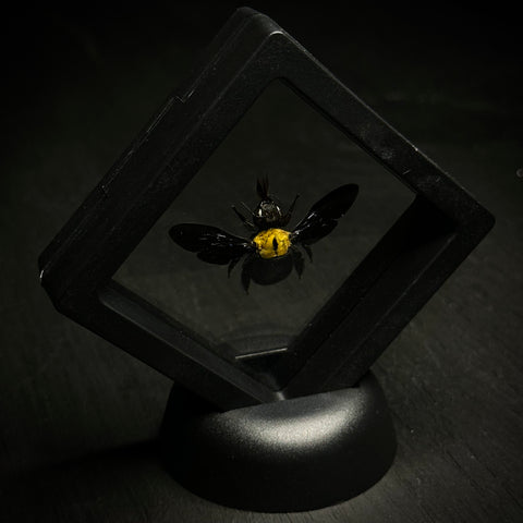 Yellow Carpenter Bee