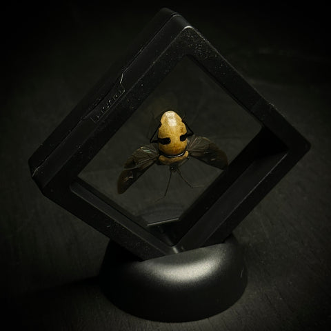 Skull-faced Bug