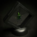 Frog-legged Beetle