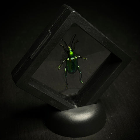 Frog-legged Beetle