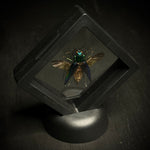 Kei Island Jewel Beetle