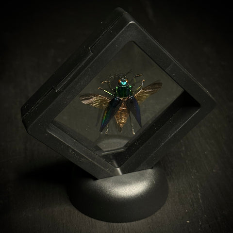 Kei Island Jewel Beetle