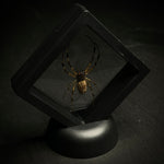 Hermit Spider
