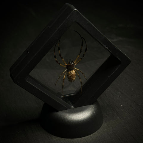 Hermit Spider