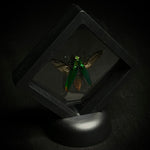 Asian Jewel Beetle (Green Phase)