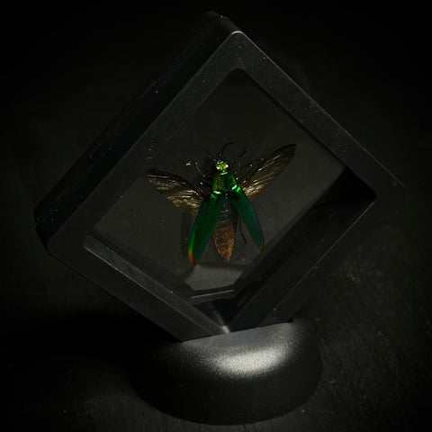 Asian Jewel Beetle (Green Phase)