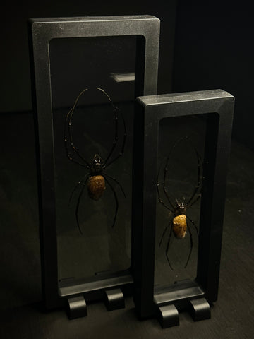 Giant Silk Orbweaver