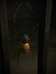 Giant Silk Orbweaver